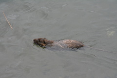 Myocastor coypus melanops