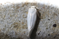 Prodoxidae