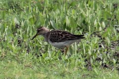 Calidris melanotos