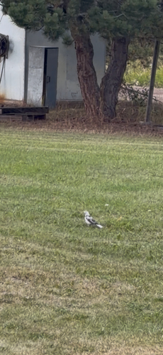 American Robin
