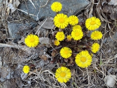 Tussilago farfara