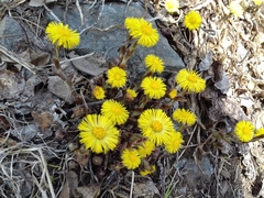 Tussilago farfara