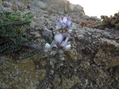 Astragalus amatus