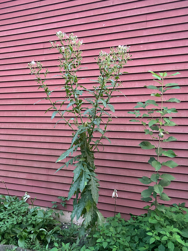 American burnweed