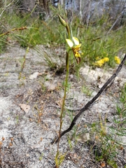 Diuris setacea