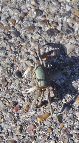 Gulf Marsh Fiddler Crab
