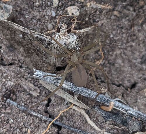 Big Bend Recluse