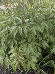 Paeonia