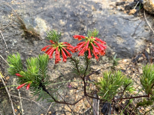 Erica abietina, 2026-09-14