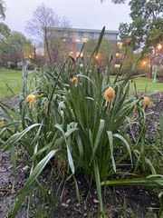 Narcissus