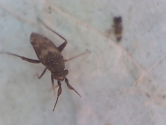 Spanagonicus albofasciatus