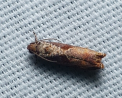 Episimus tyrius