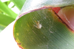 Theridion frizzellorum