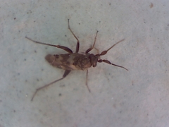 Spanagonicus albofasciatus