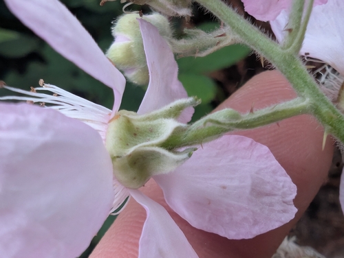 Rubus armeniacus, photograph 5