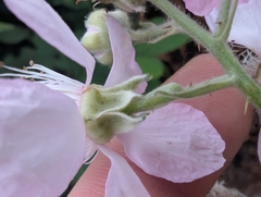 Rubus armeniacus, photograph (c) Zachary M.C., some rights reserved (CC BY)