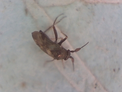 Spanagonicus albofasciatus