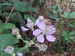 Rubus armeniacus, photograph (c) Zachary M.C., some rights reserved (CC BY)