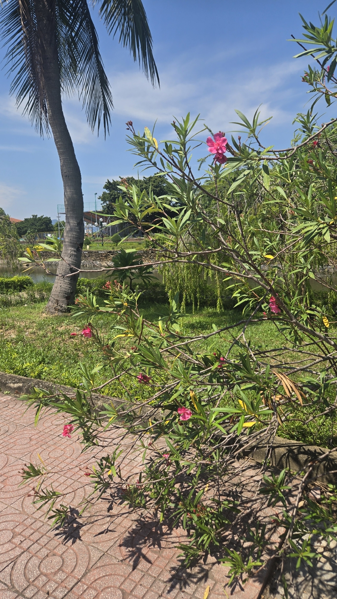 Nerium oleander — ảnh 2