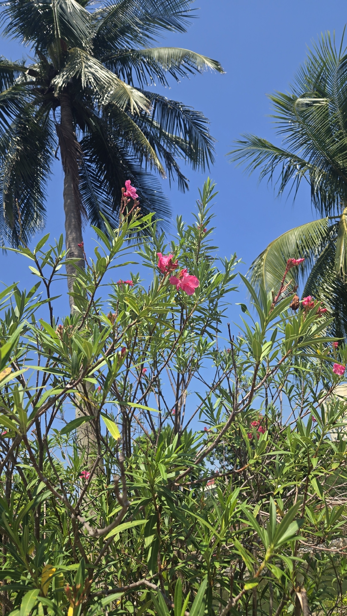 Nerium oleander — ảnh 3