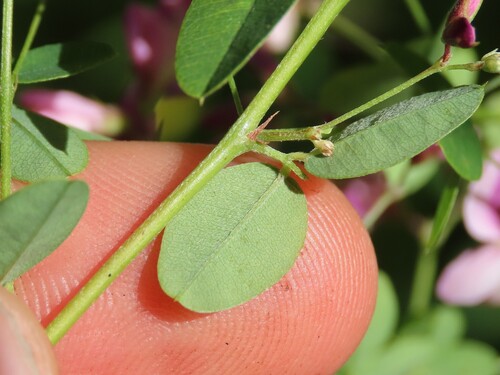 Lespedeza frutescens, photograph 1