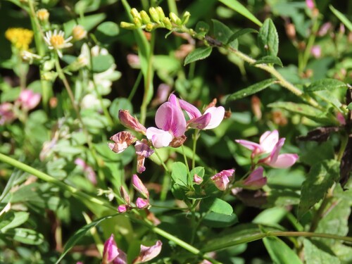 Lespedeza frutescens