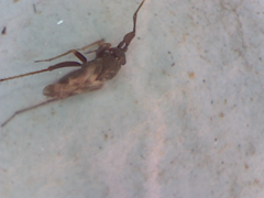 Spanagonicus albofasciatus