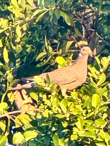 Band-tailed Pigeon observed by crustyauklet