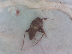 Spanagonicus albofasciatus