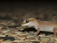 Cape Range Stone Gecko photo 2