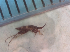 Spanagonicus albofasciatus