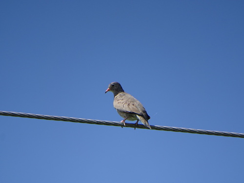 Common Ground Dove observed by vleid001