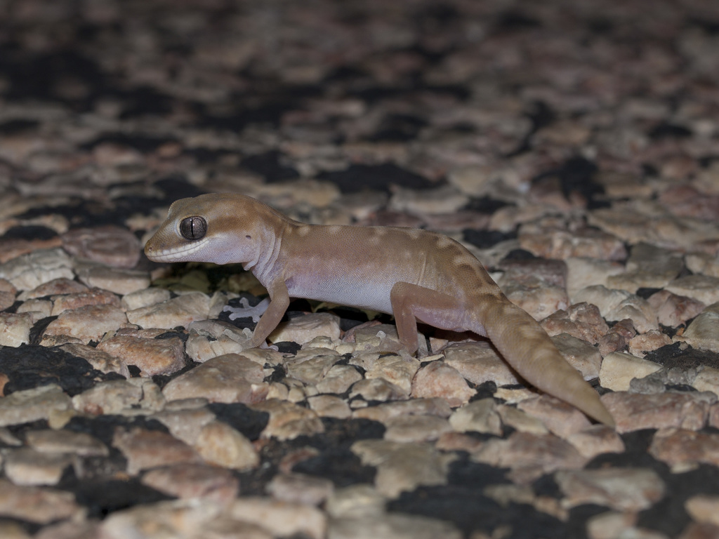 Cape Range Stone Gecko