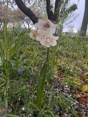 Narcissus