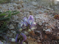 Astragalus amatus