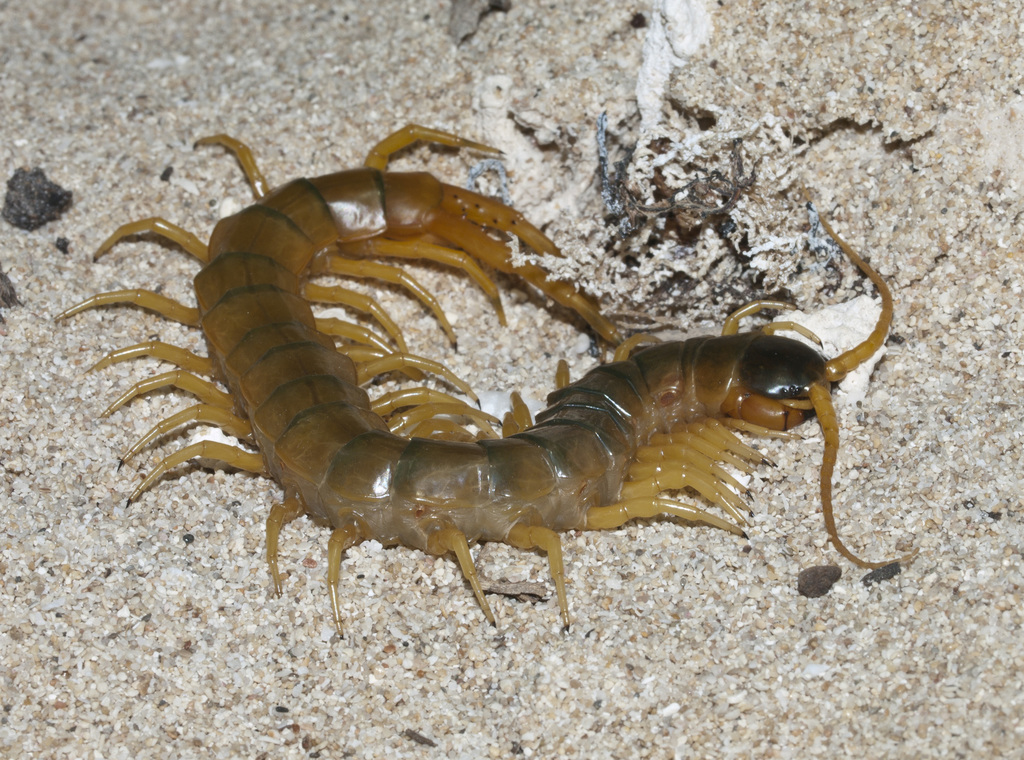 Australasian Giant Centipede from Cape Range National Park WA 6707 ...