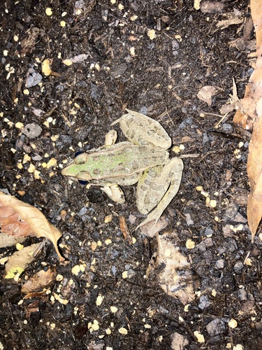 Southern Leopard Frog observed by skindian