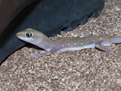 Pilbara Sandplain Gecko photo 2