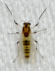 Cricotopus sylvestris