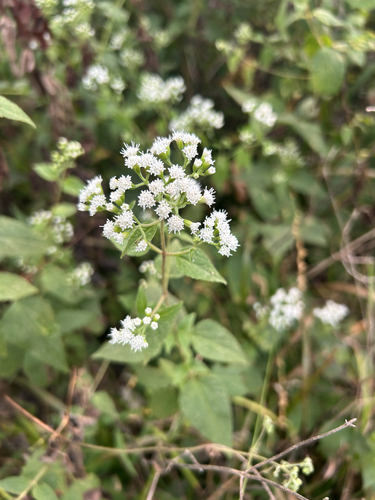 white snakeroot