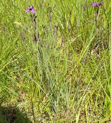 Sisyrinchium hitchcockii