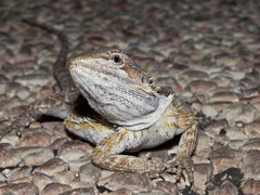 Pogona minor