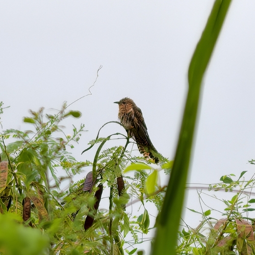 Plaintive Cuckoo