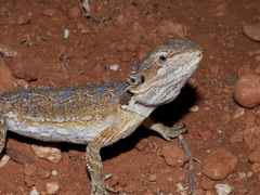Pogona minor