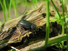 Platycerus caraboides