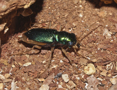 Pseudotetracha