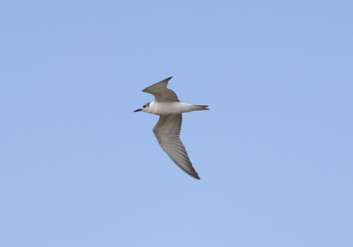 Whiskered Tern