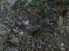 Astragalus amatus