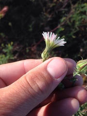 Rafinesquia californica