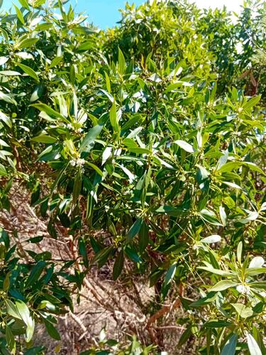 Myoporum tenuifolium observed 2026-09-08